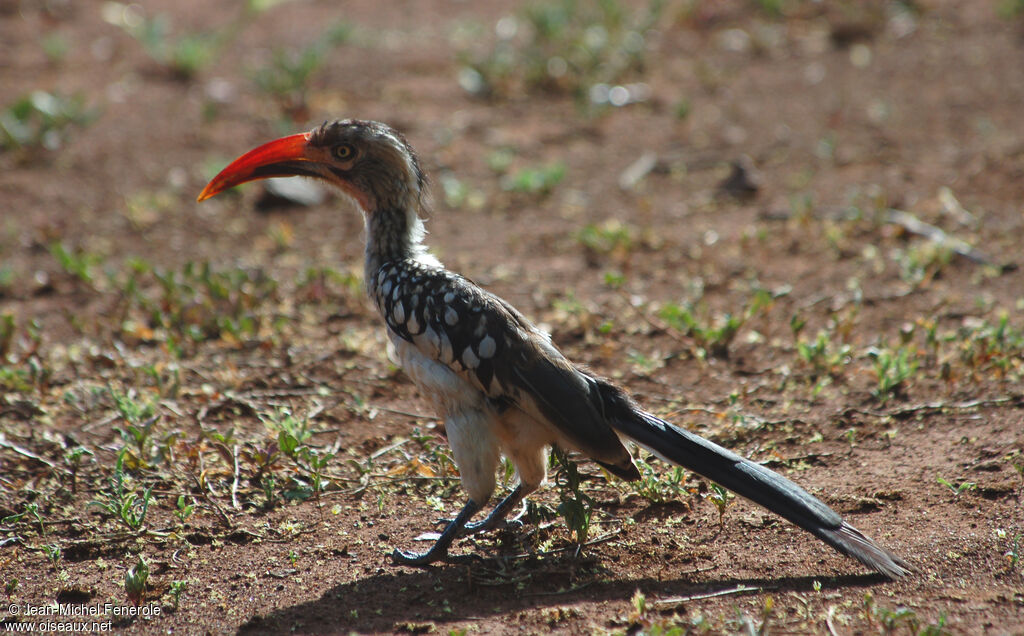 Southern Red-billed Hornbilladult, identification