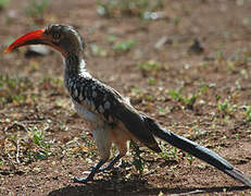 Southern Red-billed Hornbill