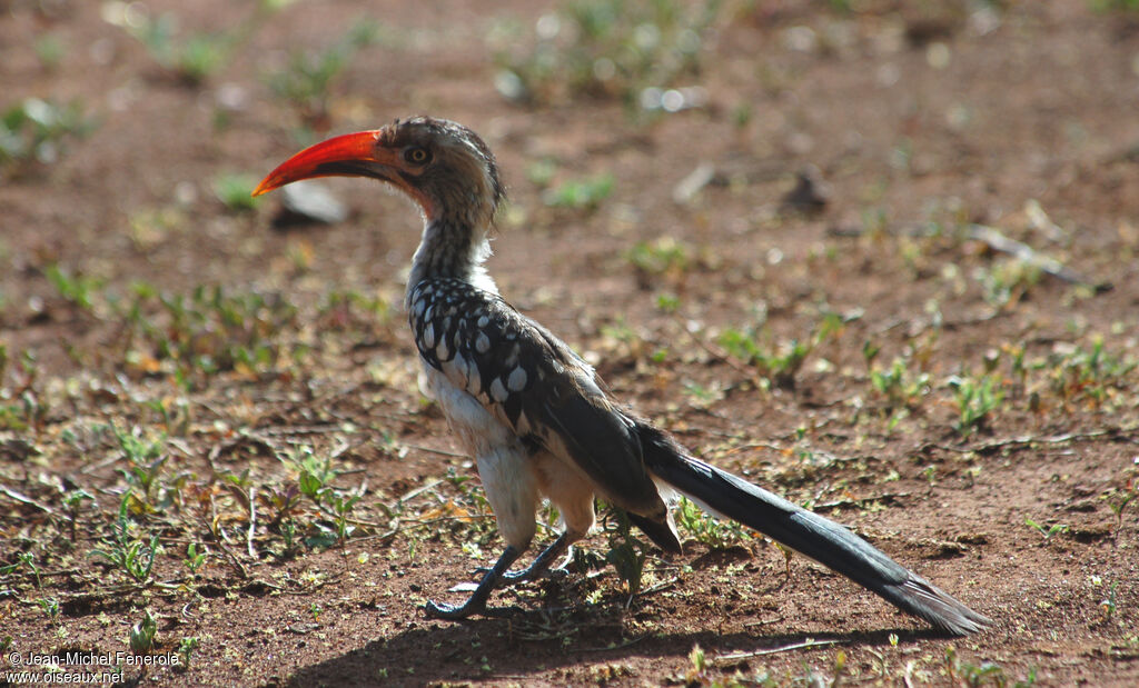 Calao d'Afrique du Sud, identification