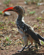 Southern Red-billed Hornbill