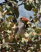 Bradfield's Hornbill