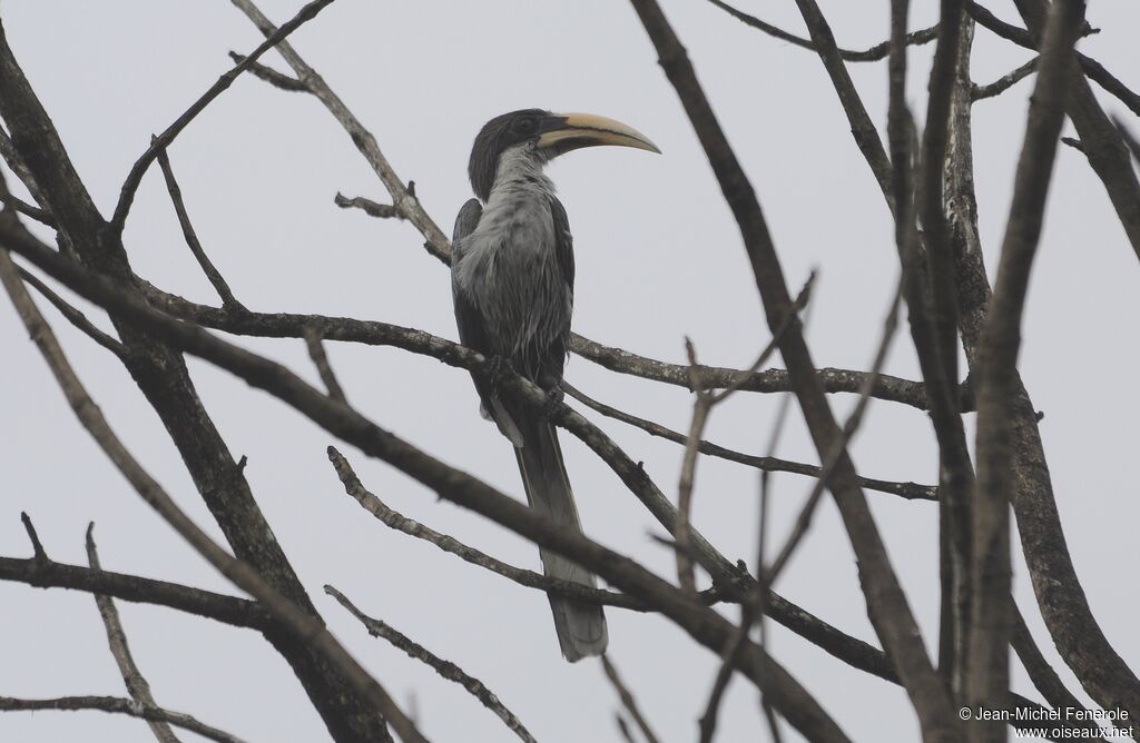 Sri Lanka Grey Hornbill