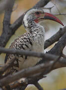 Damara Red-billed Hornbill