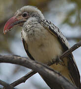 Damara Red-billed Hornbill