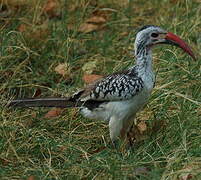 Damara Red-billed Hornbill