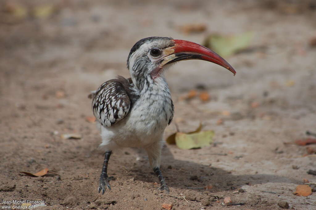 Damara Red-billed Hornbill