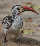 Damara Red-billed Hornbill