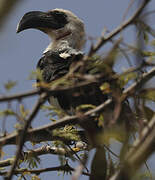 Von der Decken's Hornbill