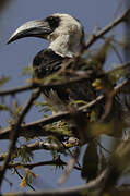 Von der Decken's Hornbill