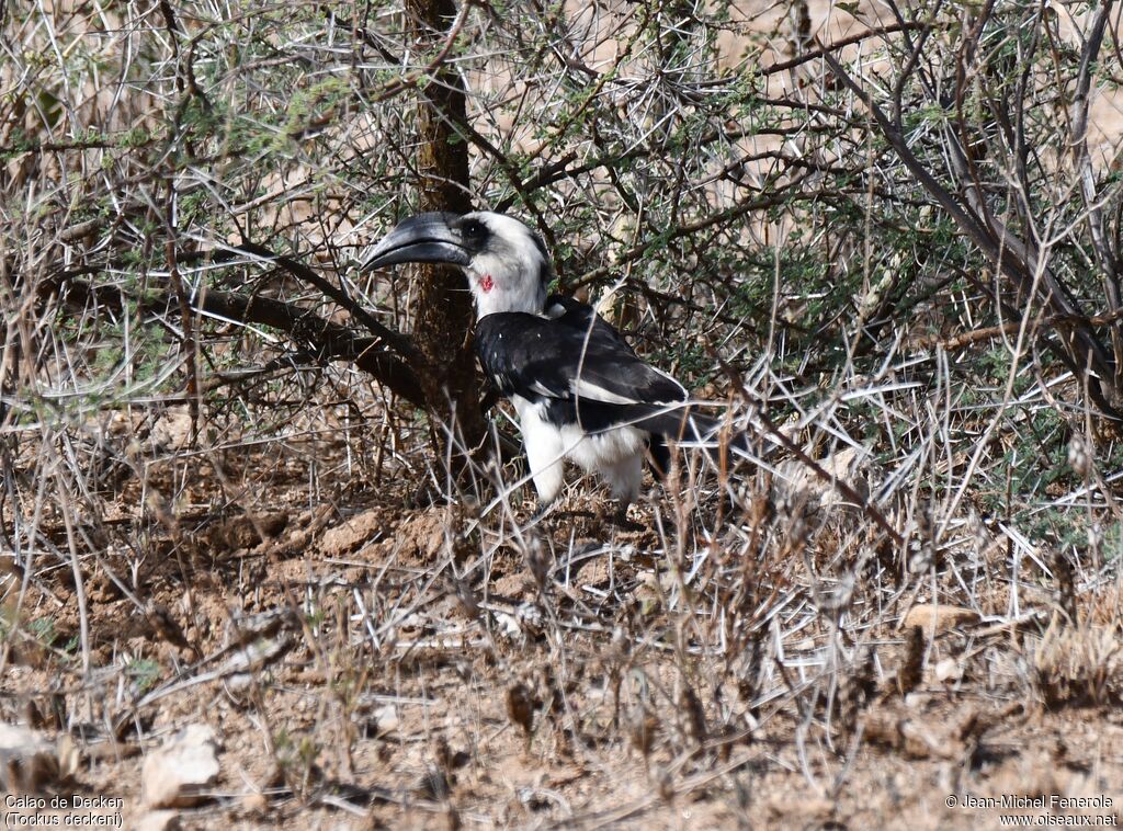 Von der Decken's Hornbill female