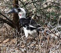 Von der Decken's Hornbill