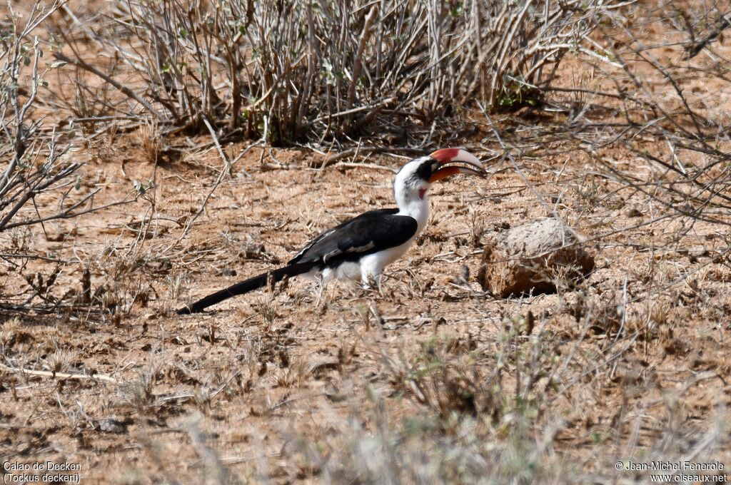 Von der Decken's Hornbill male