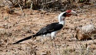 Von der Decken's Hornbill