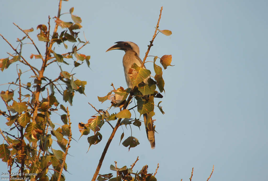 Indian Grey Hornbilladult, identification