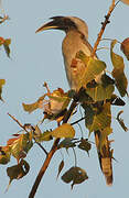 Indian Grey Hornbill