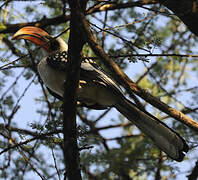 Jackson's Hornbill