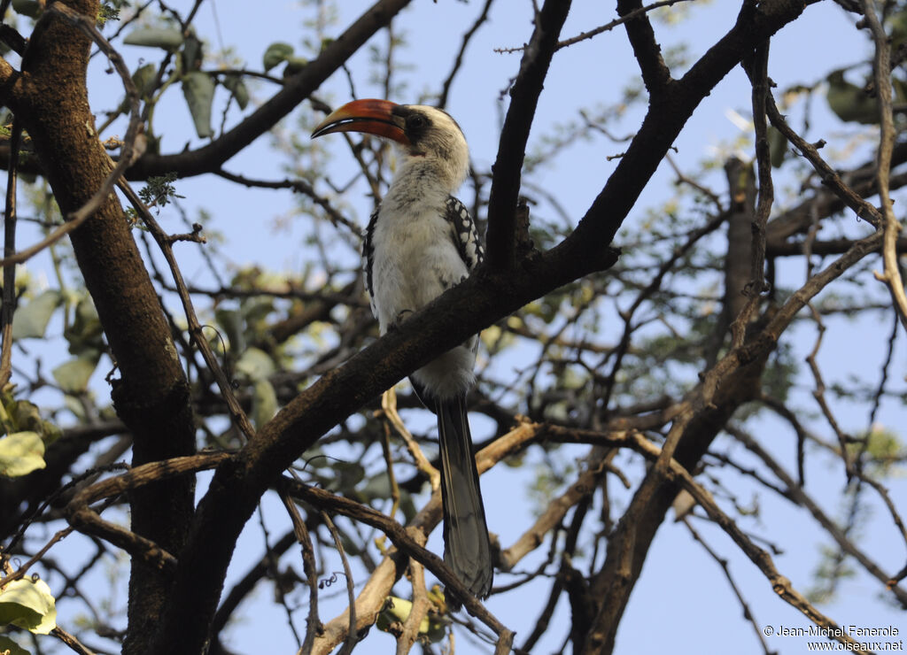 Jackson's Hornbill male adult