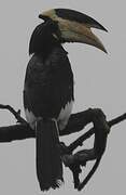 Malabar Pied Hornbill