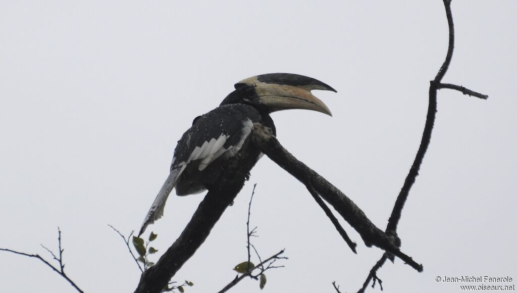 Calao de Malabar mâle adulte, identification