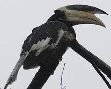 Malabar Pied Hornbill