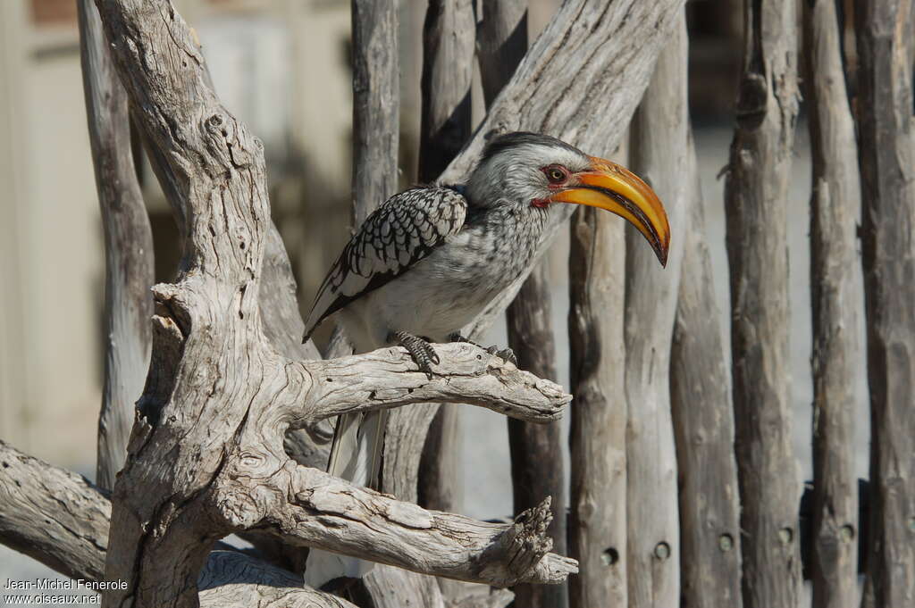 Southern Yellow-billed Hornbilladult