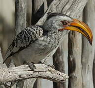 Southern Yellow-billed Hornbill