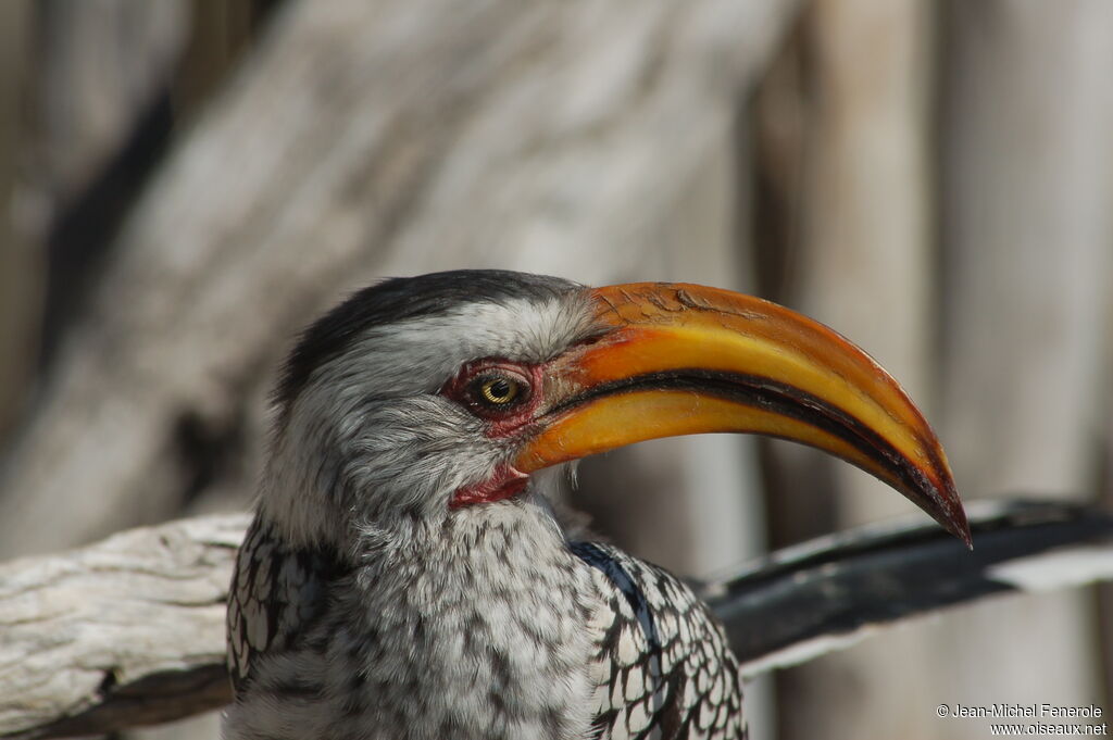 Southern Yellow-billed Hornbill