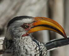 Southern Yellow-billed Hornbill