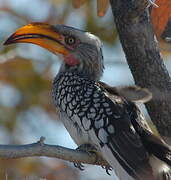 Southern Yellow-billed Hornbill