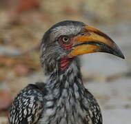 Southern Yellow-billed Hornbill