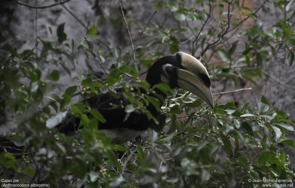 Oriental Pied Hornbill female