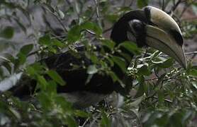 Oriental Pied Hornbill