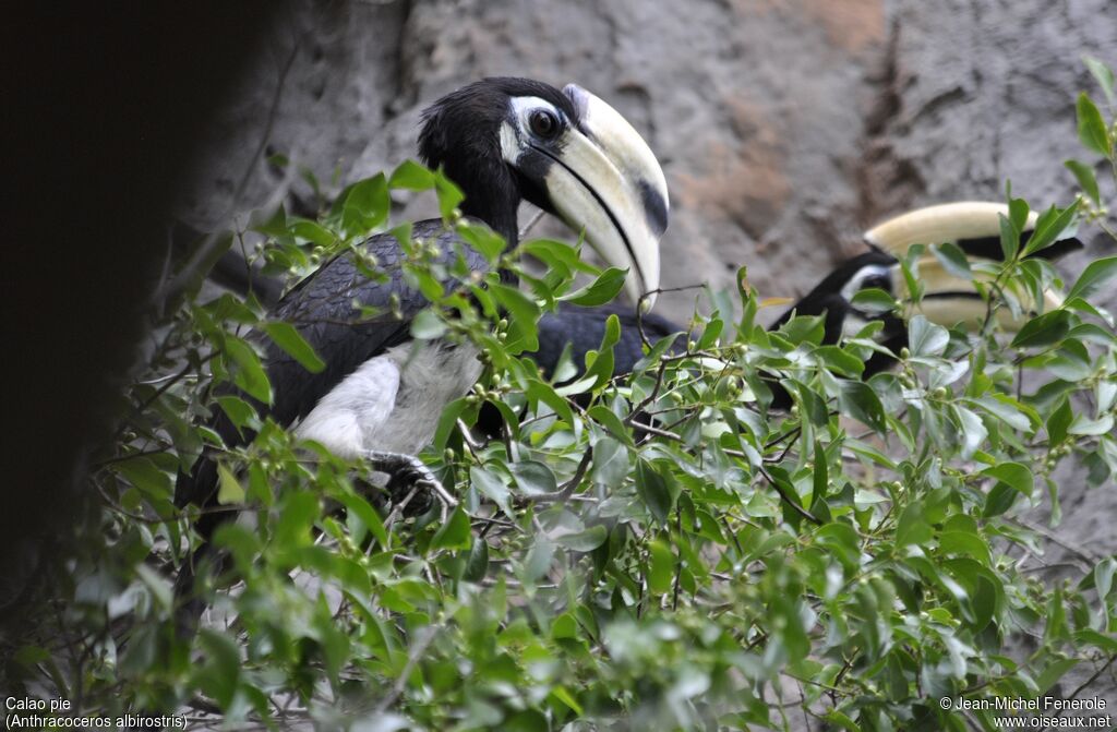 Oriental Pied Hornbill