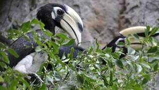 Oriental Pied Hornbill