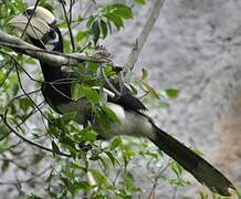 Oriental Pied Hornbill