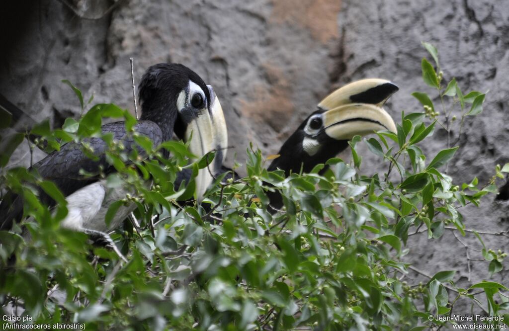 Oriental Pied Hornbill