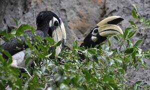 Oriental Pied Hornbill