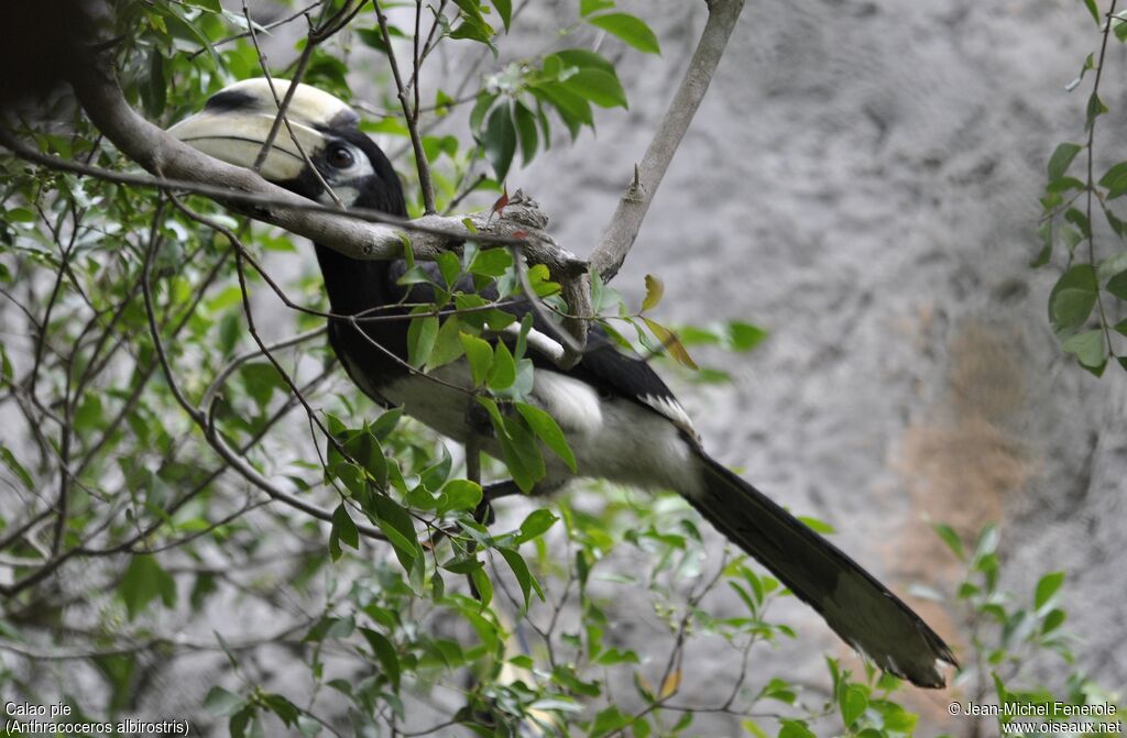 Oriental Pied Hornbill