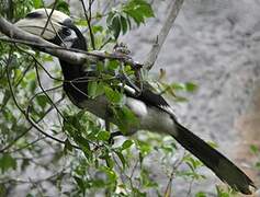 Oriental Pied Hornbill