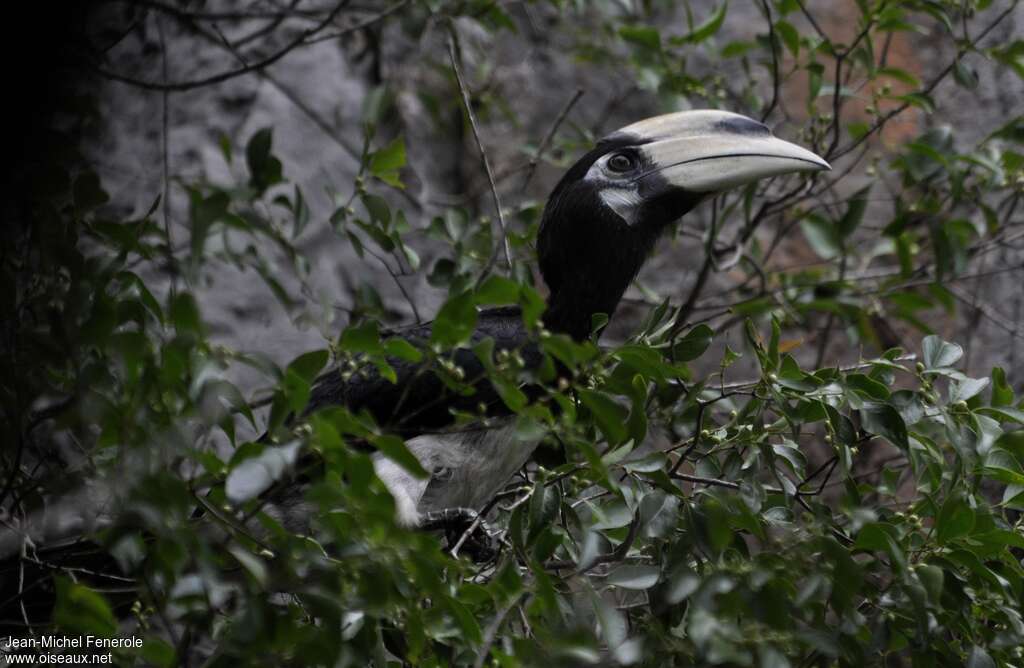 Oriental Pied Hornbill female adult