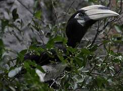 Oriental Pied Hornbill