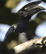 Trumpeter Hornbill