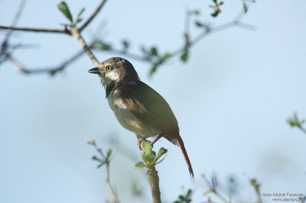 Red-shouldered Vanga male adult breeding