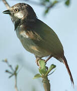 Red-shouldered Vanga