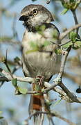 Red-shouldered Vanga