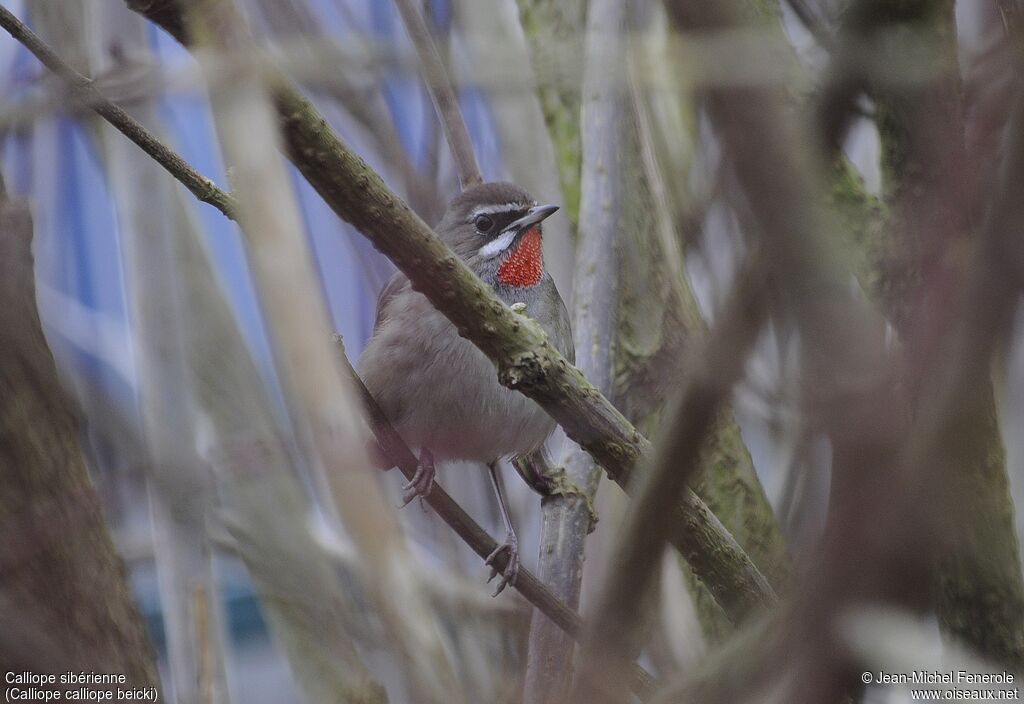 Siberian Rubythroat (beicki) male adult