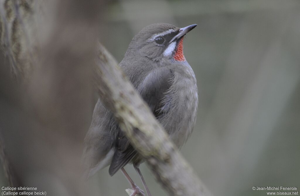 Siberian Rubythroat (beicki) male adult