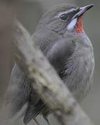 Siberian Rubythroat (beicki)