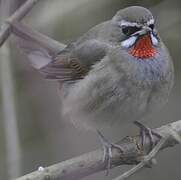 Siberian Rubythroat (beicki)