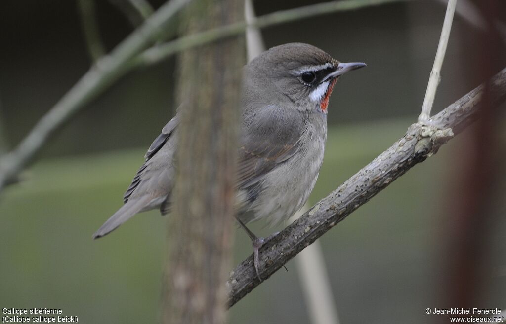 Siberian Rubythroat (beicki) male adult